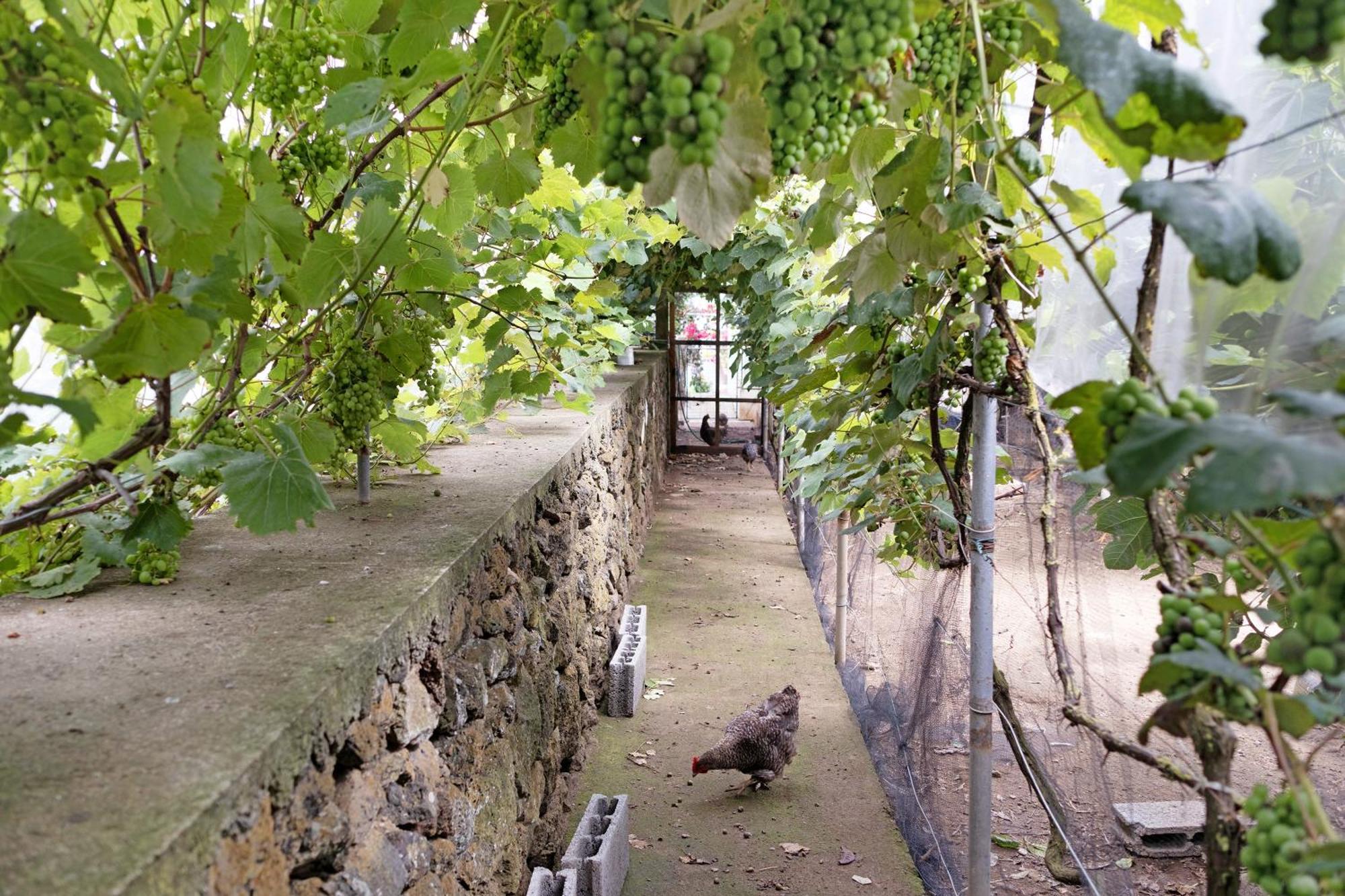 Casa Das Rosas Angra do Heroísmo Exteriör bild