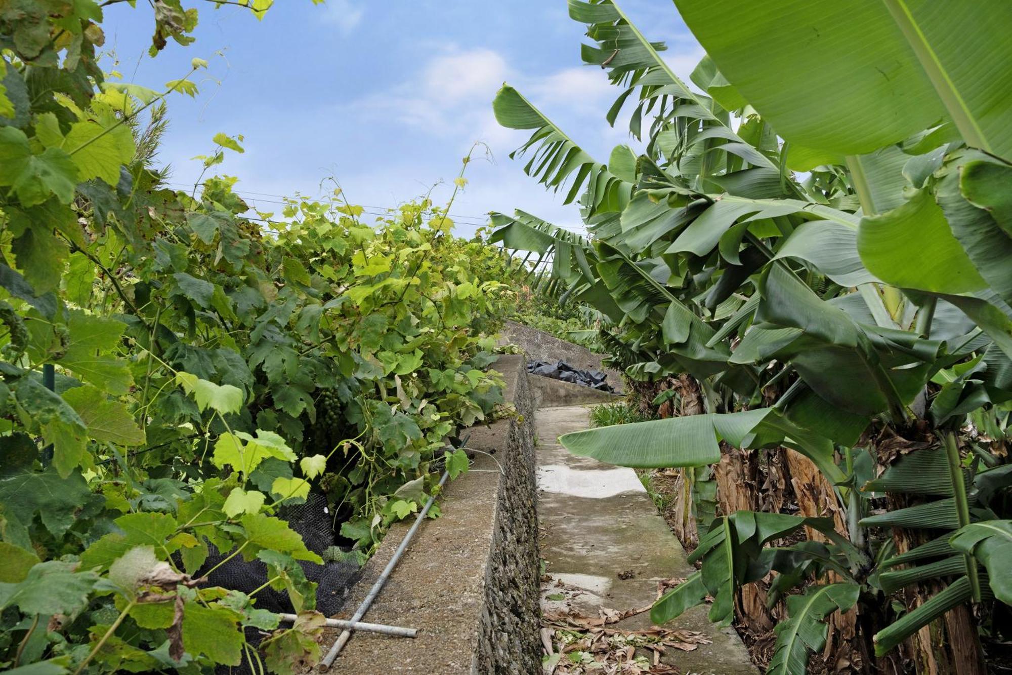 Casa Das Rosas Angra do Heroísmo Exteriör bild